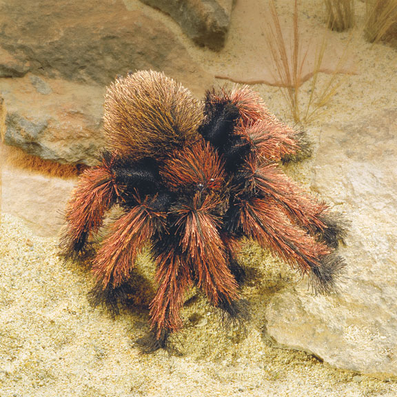 Folkmanis Tarantula Hand Puppet